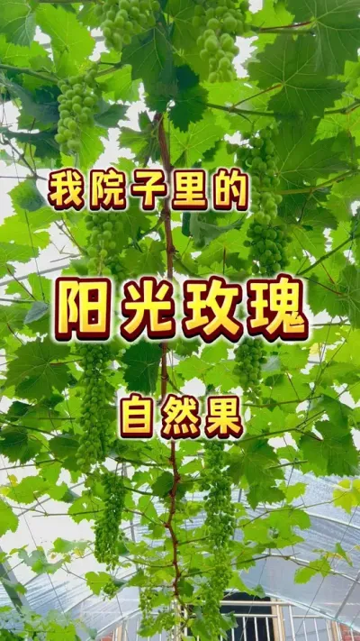 去年春天在在院子里种的阳光玫瑰，现在做的自然果，不拉花，不用药保果和膨大，现在虽然没那么好看，但保留了最原始的香味#葡萄 #三农 #阳光玫瑰葡萄 #庭院葡萄 #内容启发搜索