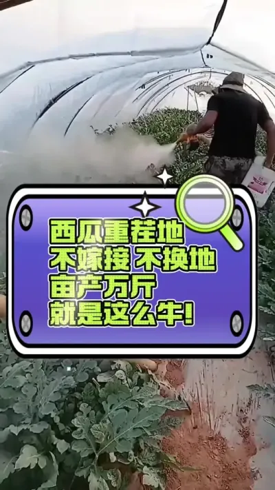 #西瓜种植 #增产增收才是硬道理 #病虫害防治 #生根壮苗