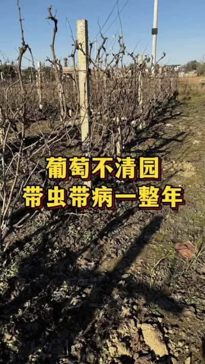 葡萄不清园，带虫带病跑满园#葡萄种植 #农业种植 #葡萄