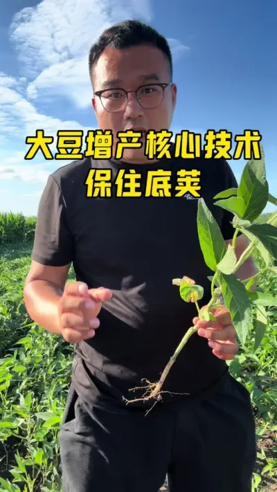 大豆增产技术分享：保住底荚 大豆增产核心技术：如何保住底荚？ #大豆种植 #抖音新农人