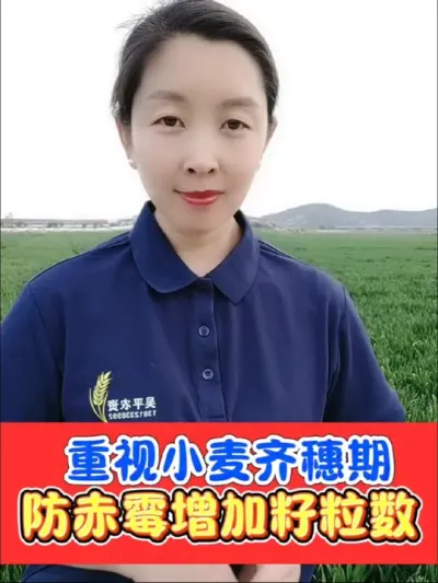 重视齐穗扬花期防治赤霉病和增加籽粒数 小麦齐穗药打好防病杀虫增产，打不好是费钱费力减产减收！下方链接专为小麦齐穗扬花期配制#小麦 #小麦种植 #小麦病虫害防治 #农资肥料 #农资店