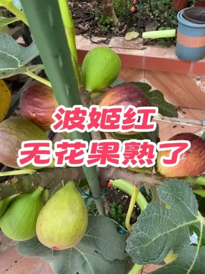 波姬红无花果熟了，摘一颗尝尝咸淡。这个品种无花果既丰产又好管理，推荐种一棵。#波姬红无花果
