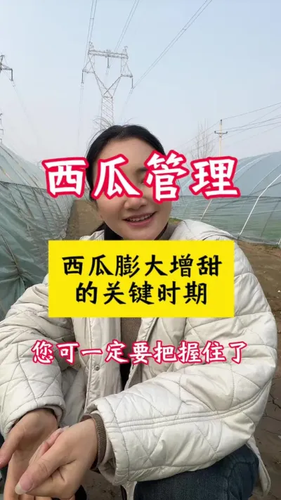 #西瓜种植 #西瓜种植技术 #种西瓜#西瓜增甜 #大棚西瓜