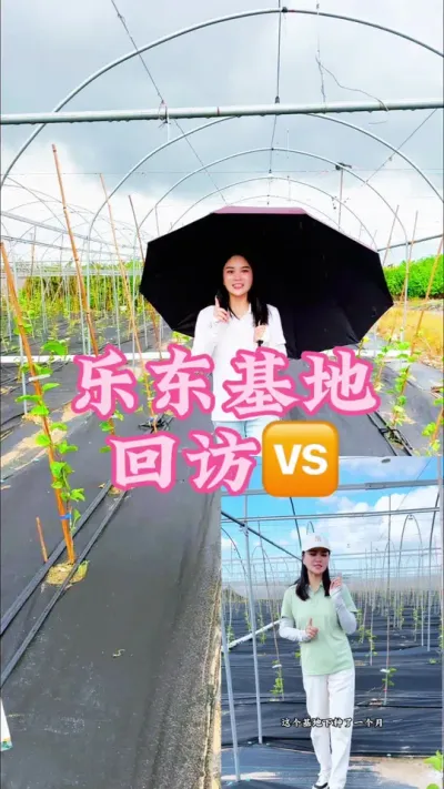 乐东基地黄化转变绿的效果对比🆚#乡村守护人 #三农 #我的农村生活 #三农 #百香果 @抖音小助手 @DOU+小助手