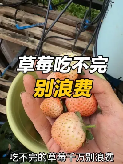 草莓吃不完千万别浪费，教你两招看看好不好使。#盆栽草莓 #温度高草莓不好吃