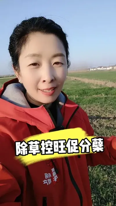 小麦田当下田里重要管理 #小麦种植 #小麦管理 #小麦除草剂 #小麦控旺 #农业种植