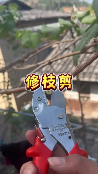 为葡萄冬剪粗枝准备的修枝剪，工欲善其事，必先利其器，你说呢？#葡萄冬剪 #修枝剪 #葡萄 #实用工具 #内容启发搜索