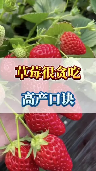 草莓很贪吃，高产口诀#优质农产品 #农业种植 #草莓种植
