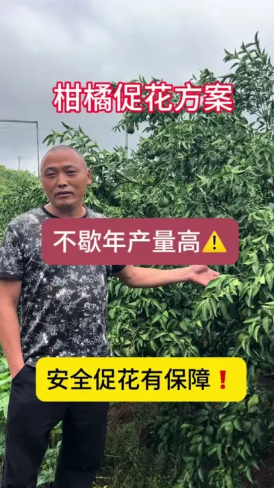 #柑橘种植#柑橘促花 国光花恋只有真正用了才能感受到与别人的差异#三农