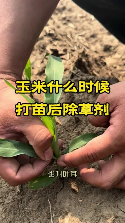 什么时候打除草剂时间最好 玉米的3-5片可见叶#农业种植 #农业种植技术