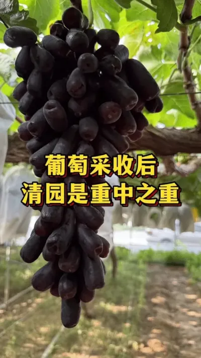 葡萄采收后，清园是重中之重#优质农产品 #农业种植 #三农
