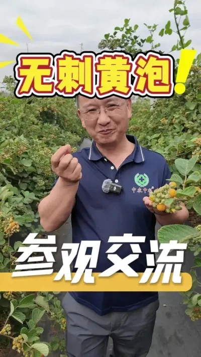 庄园化农业种植新思路，欢迎评论区留言交流#黄泡采摘园#农业技术推广#三农#农业种植