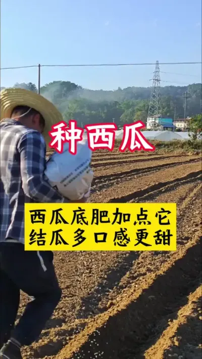 #西瓜种植 #西瓜种植技术 #种西瓜#西瓜底肥