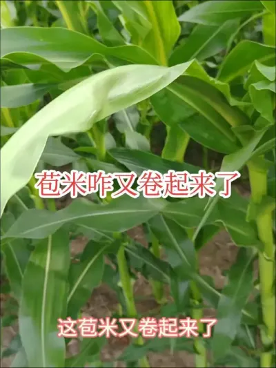 #来抖音学农技 #玉米卷叶 #快速生长综合症 大喇叭口期现在又有很多玉米卷起来了，因为啥，还是玉米快速生长综合症。
