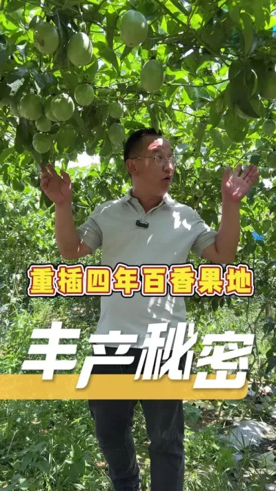 栽百香果重插四年的老地，全程跟着我们的方案走，照样能丰产。#百香果#农业种植管理#农业技术推广#农业服务
