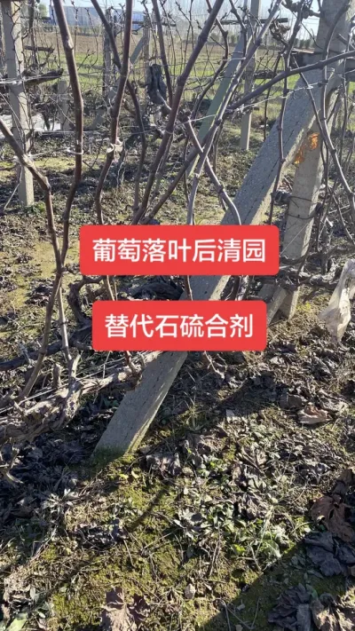 葡萄落叶后清园，必不可少，完全替代石硫合剂#葡萄清园#葡萄种植#葡萄病害