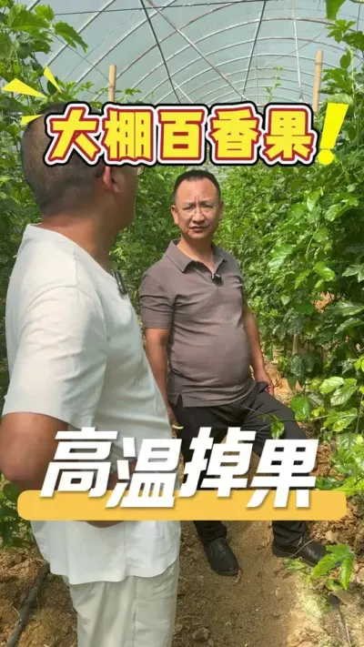 种植大棚百香果，一定要控制好棚内温度，温度过高会导致提前落花落果，影响收成。#百香果#农业技术推广#种植小技巧#种植管理