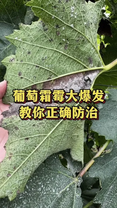 葡萄霜霉大爆发，教你正确防治#农业种植 #三农 #三农