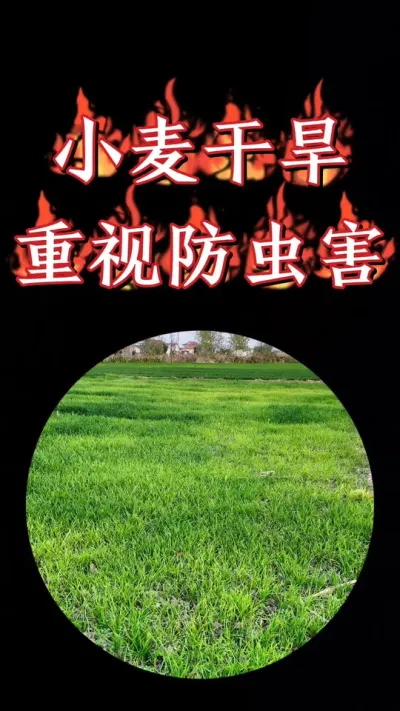小麦田连续干旱，重视防治红蜘蛛和蚜虫#三农种植 #小麦 #小麦管理 #小麦种植 #小麦高产技术