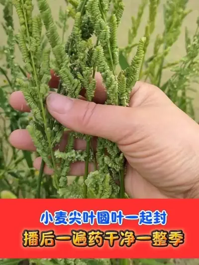 小麦芽前封闭天花板组合 #小麦 #小麦封闭除草剂 #小麦种植