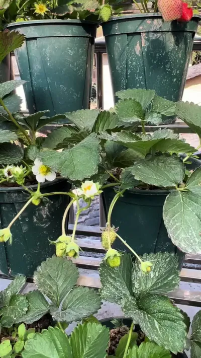 2025.只管开好你的花就行了#记录我的种植生活 #开花结果