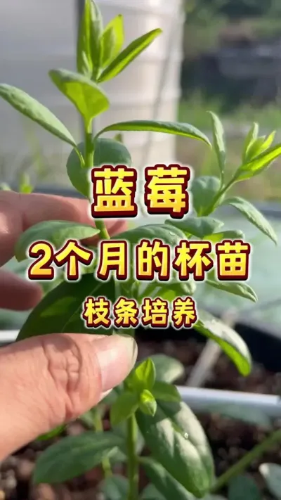 蓝莓杯苗2个月，开始第一次修枝与短截，蓝莓枝条培养一定要有耐心哟#家庭种植 #三农 #盆栽蓝莓#楼顶果园#内容启发搜索