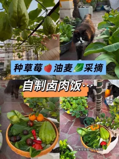露台变菜园后神奇的事情发生了&hellip; 带你玩真人版星露谷🍓🥬🍊🎃#阳台种菜 #采摘 #种草莓 #油麦 #卤肉饭