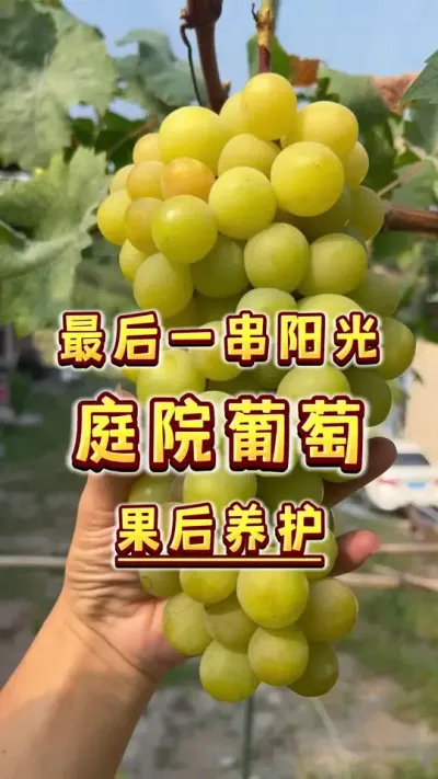 今年最后一串葡萄，摘完果，也要好好的保养一下树～#庭院葡萄 #葡萄 #盆栽葡萄#家庭种植 #阳光玫瑰