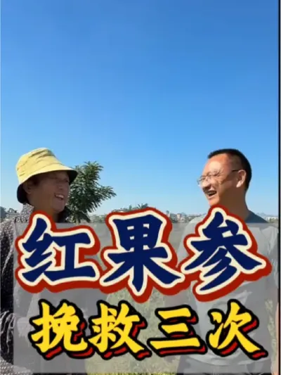 红果参 挽救三次的红果参，产量怎么样呢？种植真的太不容易啦。#农业 #三农 #农业种植 #三农种植 #红果参