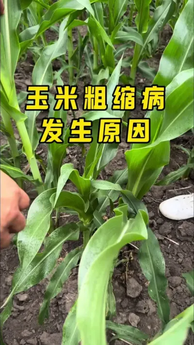 玉米粗缩病发生原因 选择抗病品种+注意苗期防飞虱