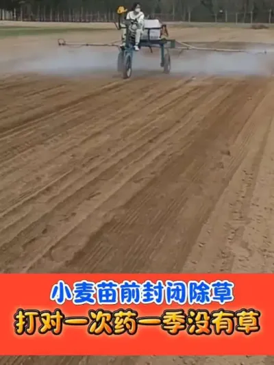 小麦封闭除草剂使用六大注意事项 #小麦封闭除草剂 #小麦除草剂 #小麦种植