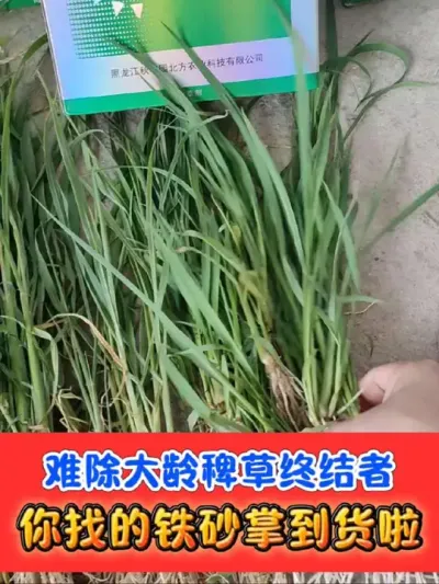 大龄稗草终结者铁砂掌 打匀打透喷透喷仔细，不用回水死草彻底#铁砂掌除草剂 #水稻种植 #水稻除草#农资肥料