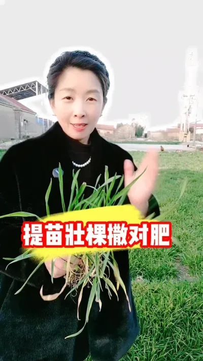 快速促进小麦返青起身壮棵 #小麦追肥 #小麦种植 #小麦种植管理技术 #农业种植 #吴平农资