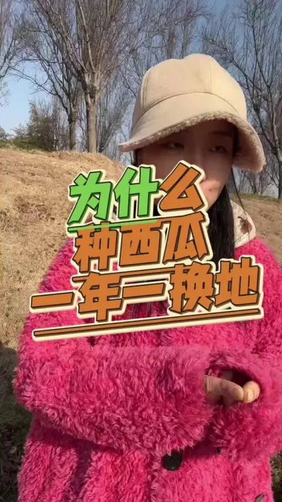 #西瓜种植 #生根壮苗 #大棚西瓜