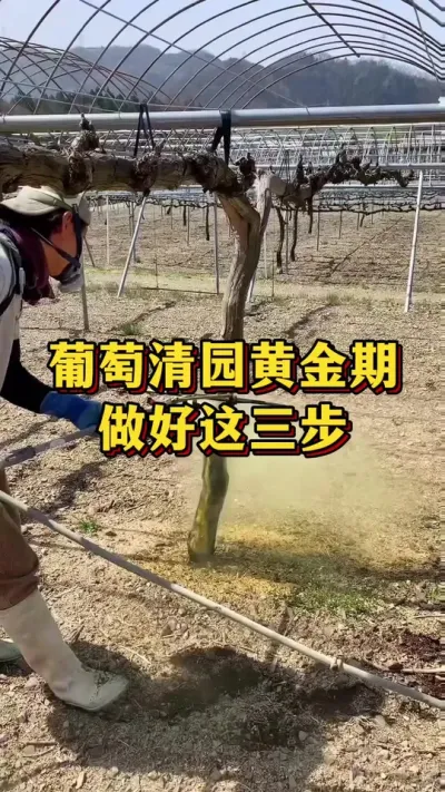 葡萄清园黄金期，做好这三步#农业种植 #三农 #果树种植