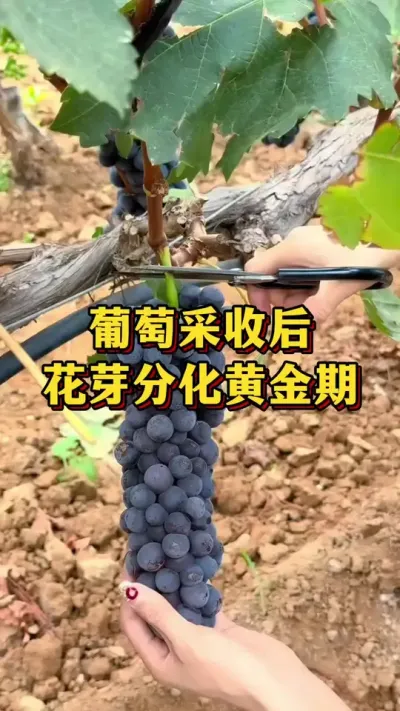 葡萄采收后，花芽分化关键期#优质农产品 #农业种植 #葡萄