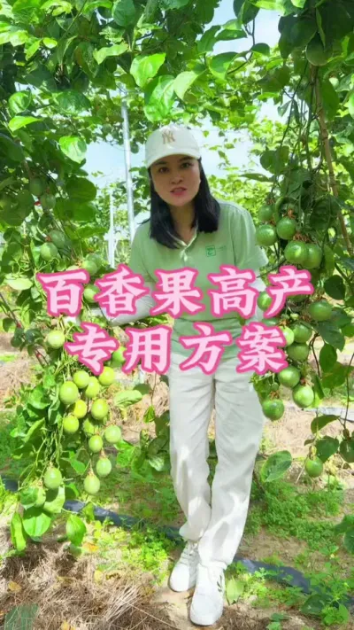 百香果想要高产，三分种苗，七分管理！#乡村守护者 #我的乡村生活 #百香果#三农#助农@抖音小助手 @DOU+小助手