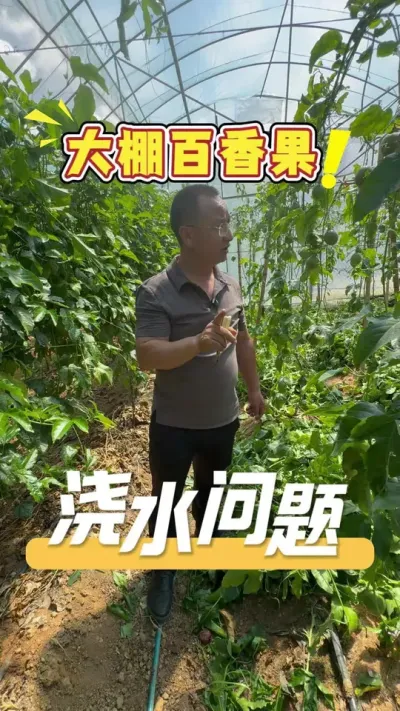 大棚百香果浇水，水分问题是很好控制的，用心管理才能丰收满满。#百香果#浇水#农业技术推广#大棚种植