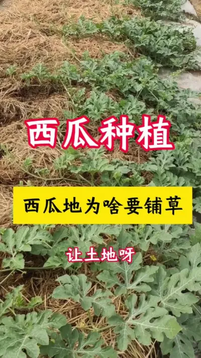 #西瓜种植 #西瓜种植技术#西瓜底肥#西瓜管理#种西瓜