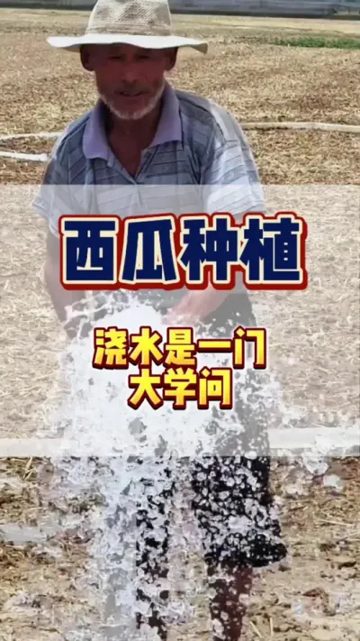 #西瓜种植 #西瓜管理 #农业种植 #农业技术推广 西瓜浇水有诀窍