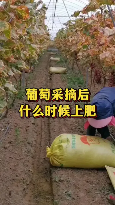葡萄采收后，什么时候上肥#农业种植 #优质农产品 #三农种植