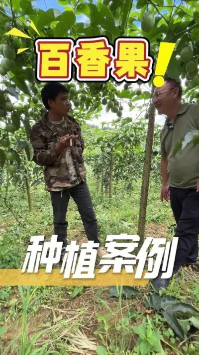 客户全程使用我们的方案栽出来的百香果真实案例。#百香果#农业种植#农业技术推广#三农
