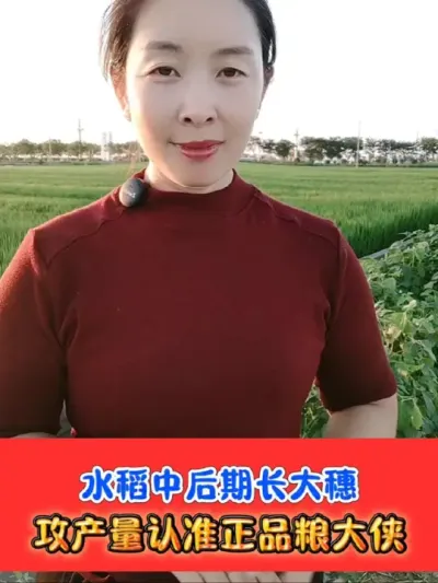 水稻中后期重视促大穗大粒形成，提高产量 正品粮大侠膨大剂苄氨烷醇买小黄瓶赠小黑瓶，买的多赠的多#苄氨烷醇 #膨大剂 #水稻种植 #农资肥料 #吴平农资