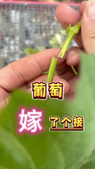 新手其实也能玩，葡萄嫩枝嫁接，轻松实现一树多品，你会了吗～#盆栽葡萄 #葡萄嫁接#种植小技巧 #家庭种植 #内容启发搜索