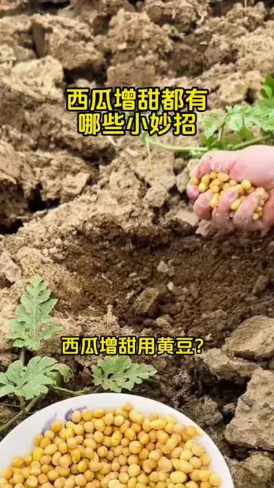 西瓜增甜妙方 #西瓜种植#西瓜管理#西瓜增甜 #西瓜种植技术#西瓜高产