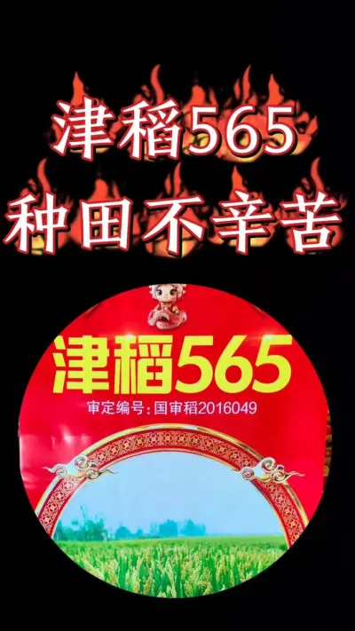 津稻565，高产洁田粳稻品种，抗病抗倒产量高#农资肥料 #水稻 #水稻种植 #高产水稻品种 #津稻565