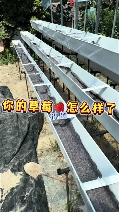 这么热，你的草莓嘎了吗？#草莓 #盆栽草莓种植方法 #种植小技巧 #我的农村生活 #贝子的盆栽小果园