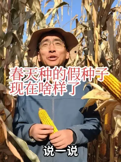 #抖音美好丰收节#抖音新农人 #飞翔的迪卡玉米 春天种的假种子现在啥样了，现在和大家说一下，看看假C2235啥样。