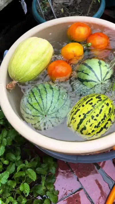 月薪三千的我也算是过上了田园生活！能吃上自己种的瓜果蔬菜应该也很棒了吧！#种菜  #日常vlog #新鲜采摘 #西瓜 #我的小菜园