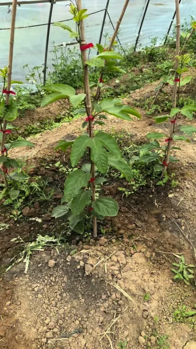 百香果的苗期用肥方案#种百香果 #农业技术推广 #技术分享 #种植技术 #果园管理